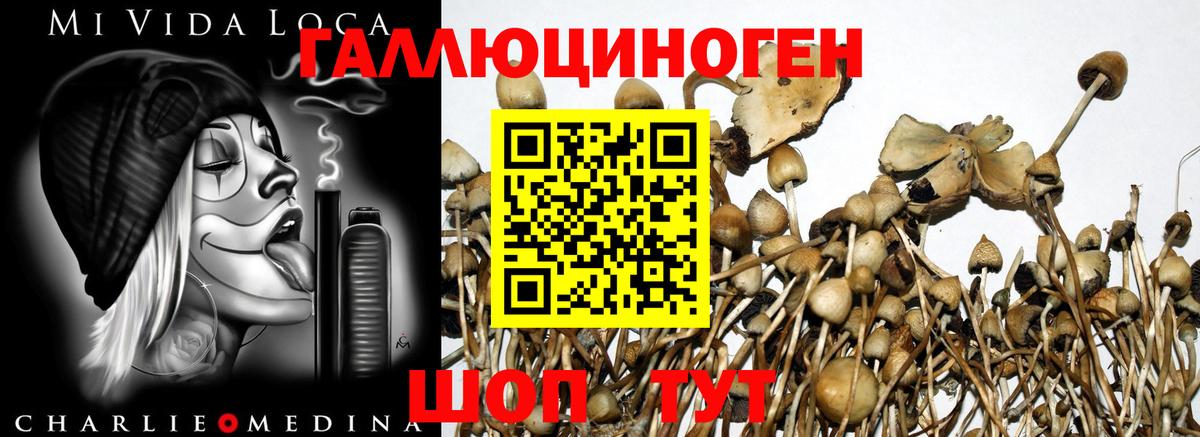 где купить наркотик  Галлюциногенные грибы Psilocybine cubensis  Галлюциногенные грибы Psilocybe  Вход с VPN  Лабинск 